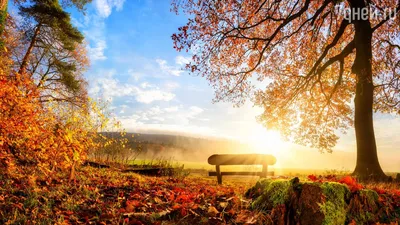 Осенняя беседка. Солнечные лучи в желтых листьях. Красивые фото осенней  природы