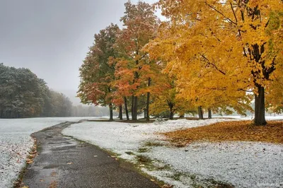 Красивые цвета осенней природы Красноимператорские листья в парке Стоковое  Фото - изображение насчитывающей место, лапчатый: 156176296