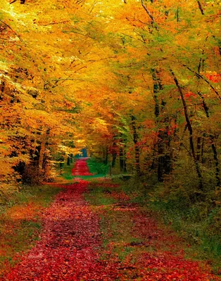 Фон для рабочего стола - красивый осенний лес | Красивые осеннего леса Фото  №1342366 скачать