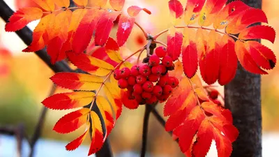 Осенние картинки. Обои для телефона | Осенние картинки, Мотивационные  картинки, Фотография природы