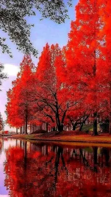 Фото осень в парке природа - красивые картинки