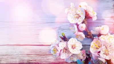 Нежные пастельных цветов бутоны роз и красивая подпись — Скачайте на  Davno.ru