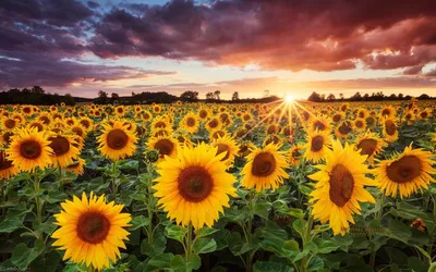 красивые подсолнухи на закате. среди прочего, украина известна своими  бесконечными полями подсолнухов Стоковое Изображение - изображение  насчитывающей поле, солнцецвет: 268618211