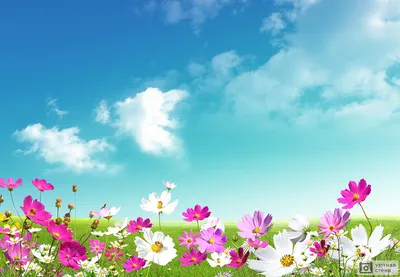 Радуга на земле: самые красивые цветочные поля. Фото
