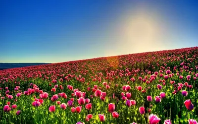 Фотообои \"Красивые цветы в поле\" - Арт. 170219 | Купить в интернет-магазине  Уютная стена