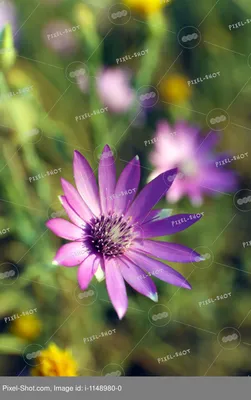 Красивые поля и луговые цветы Стоковое Фото - изображение насчитывающей  покрашено, красивейшее: 175433036