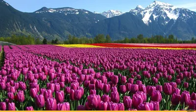 Красивые цветы в поле, крупным планом :: Стоковая фотография :: Pixel-Shot  Studio