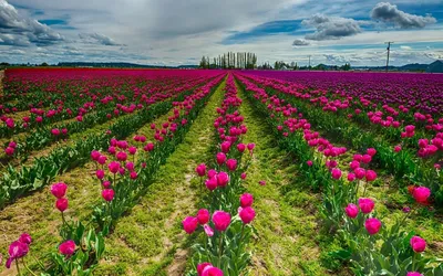 природа #пейзаж #поле #цветы #рассвет | Красивые картинки | ВКонтакте