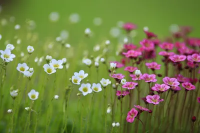 Красивые Цветы Фиолетовые Лавандовые Поля Возле Valensole, Прованс Во  Франции Фотография, картинки, изображения и сток-фотография без роялти.  Image 54278949