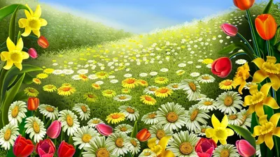 Обои Летнее поле цветов, картинки - Обои для рабочего стола Летнее поле  цветов фото из альбома: (цветы)