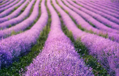 Красивые поля и луговые цветы Стоковое Изображение - изображение  насчитывающей реально, аффекты: 175432465