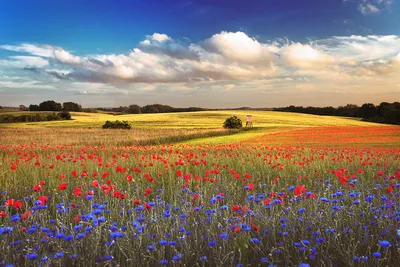 Красивые цветы пространства Стоковое Фото - изображение насчитывающей  свеже, напольно: 203164722