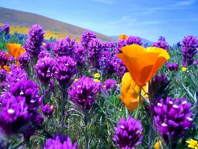 Самые красивые цветы в мире: картинки, фото самых ярких видов на планете