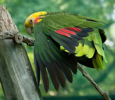 Top-28 the Most Beautiful Parrots