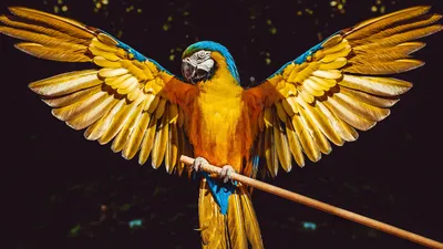 Красивые пары попугаев Lorikeet. Стоковое Изображение - изображение  насчитывающей экзотическо, перо: 189379941