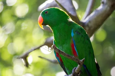 красивые попугаи в дереве стоковое изображение. изображение насчитывающей  цвет - 134975503