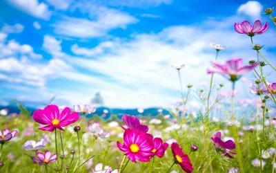 Картинки природа на телефон красивые цветные лето (69 фото) » Картинки и  статусы про окружающий мир вокруг