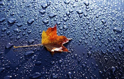 Красивый летний проливной дождь капли дождя падают в воду плещется вода Фон  И картинка для бесплатной загрузки - Pngtree