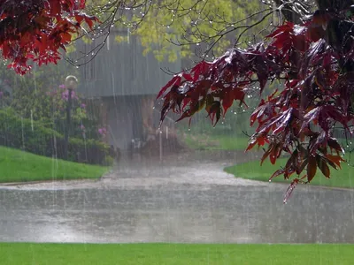 Дождь в саде лета Красивые любимые падения дождя зеленый цвет сада Стоковое  Фото - изображение насчитывающей зеленый, падения: 109894766