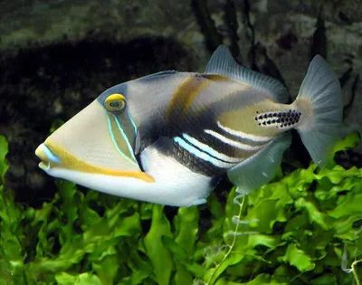 Самые красивые рыбы в мире: ТОП-17