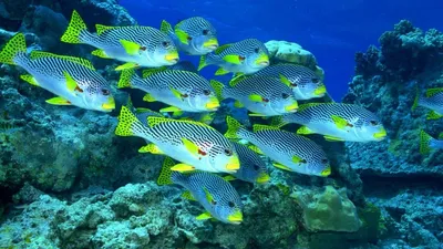 красивые рыбки в аквариуме - YouTube
