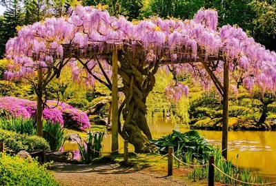 Самые красивые и необычные деревья для сада | Дачные советы от PartPrice.ru  | Дзен