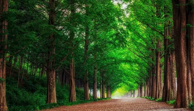 Самые красивые деревья мира топ 100 – Mariupol Pitomnik \"AZOV\"