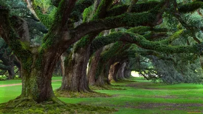 Красивые деревья сакуры с видом на…» — создано в Шедевруме