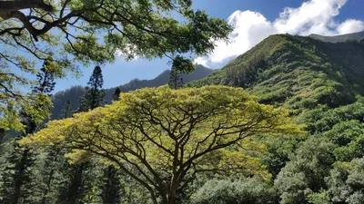 Необычные и красивые деревья, которые как будто выросли на другой планете |  Пикабу