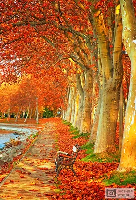 Фотообои \"Красивые деревья осенью в городе\" - Арт. 150488 | Купить в  интернет-магазине Уютная стена