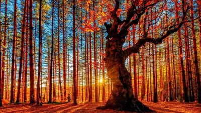 Самые красивые деревья мира | Puestas de sol, Fondo de pantalla iphone  verano, Fotografía natural