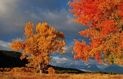 Бесплатное изображение: красивые, лес, склон холма, деревья, Осень, завод,  пейзаж, дерево, дерево, Парк