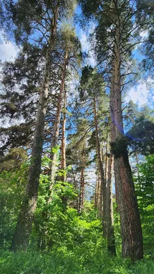 Деревья в лесу (56 фото) - 56 фото