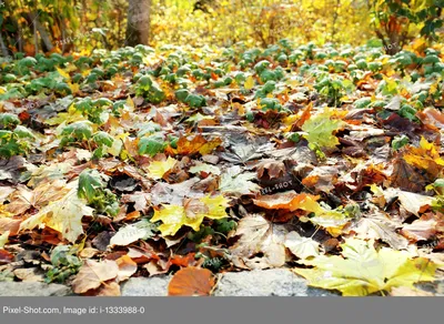 Красивые осенние деревья в парке :: Стоковая фотография :: Pixel-Shot Studio