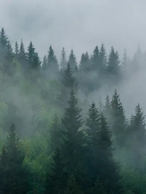 фото) «Удивительно, что мы видим деревья и больше не удивляемся им». Самые красивые  деревья мира - #diez на русском