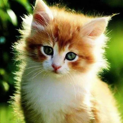 Lovely cats. Милые котики. PNG. | Милые котики, Милые детеныши животных,  Котята