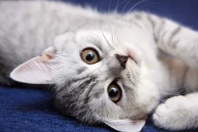 Cute Cat~🌙 в 2022 г | Милые котики, Очаровательные котята, Милые животные  | Котята, Милые котики, Очаровательные котята