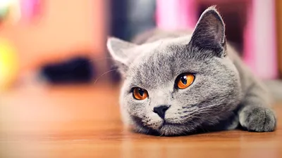 красивые котики с голубыми глазами Стоковое Фото - изображение  насчитывающей шерсть, кошачий: 157084352