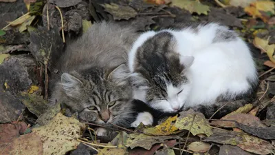 Непохожи друг на друга но милые красивые и блогородные котики!!!😻😻😺😺😻😻  | Любимые , няшные КОТИКИ! Amino