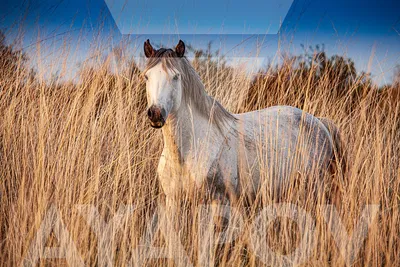 Про100 красивые ЛОШАДИ (https://www.ok.ru/group/55394367832255/settings) |  Horse breeds, Horses, Most beautiful horses