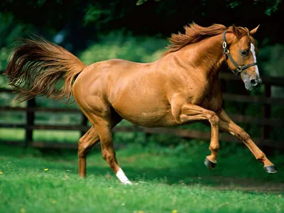 Как выглядит самый красивые лошади …» — создано в Шедевруме