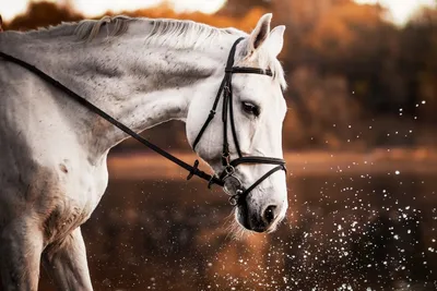 Красивые лошади хафт-и-тир вверх пыль во время работы в песок Стоковое Фото  - изображение насчитывающей красивейшее, шикарно: 198122346