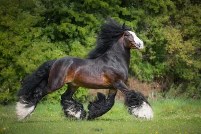 лошади - красивые животные. лошадь на ферме Стоковое Изображение -  изображение насчитывающей пони, выгон: 210624823