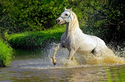 Альбом Самые красивые лошади мира PANINI 161492410 купить в  интернет-магазине Wildberries