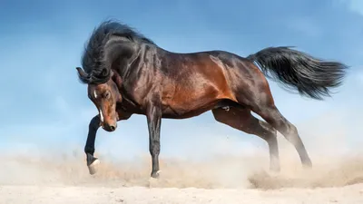 Красивые лошади - 59 фото