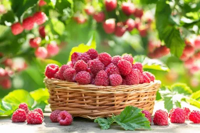 малина красивая ягода чистая еда Фото Фон И картинка для бесплатной  загрузки - Pngtree