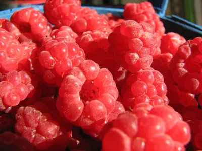 малина ягоды классные фрукты Фото Фон И картинка для бесплатной загрузки -  Pngtree