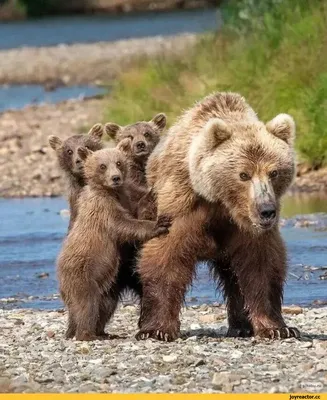 Медведица с медвежатами в лесу, …» — создано в Шедевруме
