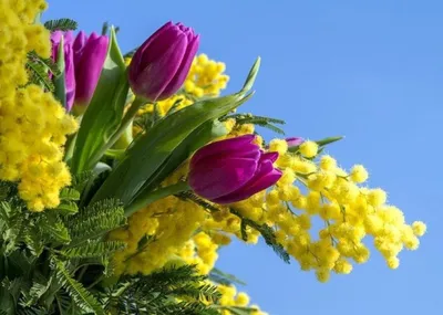 Красивый букет из тюльпанов и мимозы - 77 фото