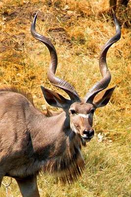 Природа прекрасна: Самые красивые в мире животные » Monavista Daily -  Информационно-аналитический портал